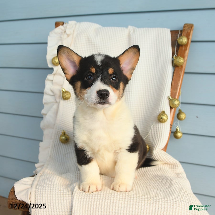 Welsh Corgi Pembroke dogs Sierra  - Ad 29