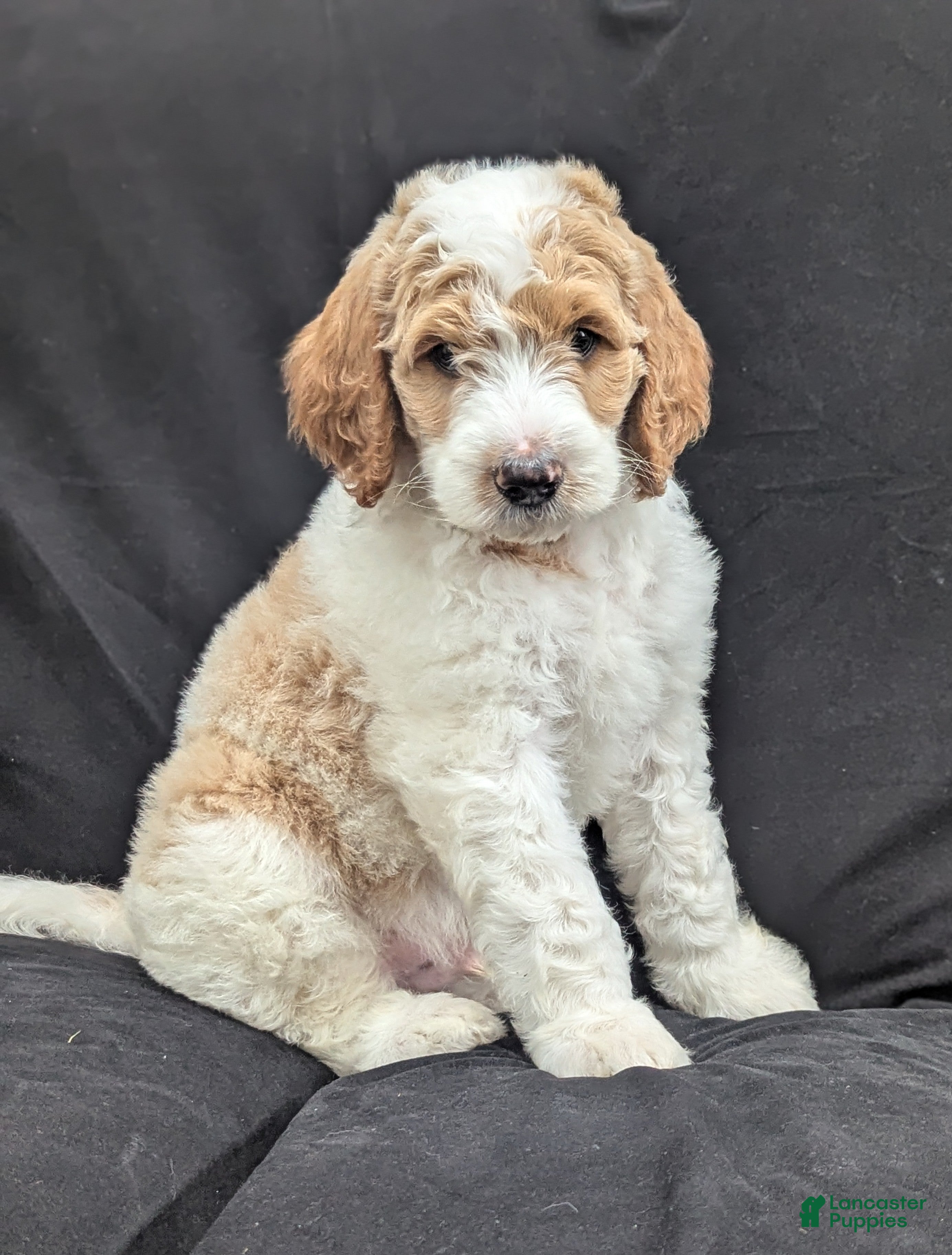 Goldendoodle dogs Ollie  - Ad 1