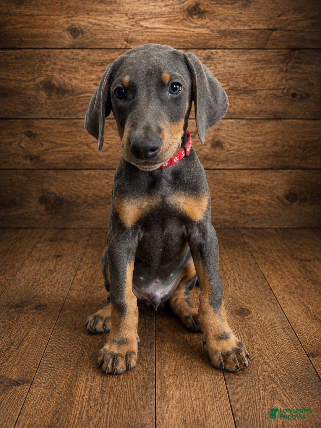 Doberman Pinscher dogs Red collar male - Ad 1