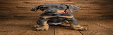 Red collar male