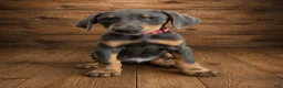 Doberman Pinscher dogs for sale: Red collar male - Ad 1