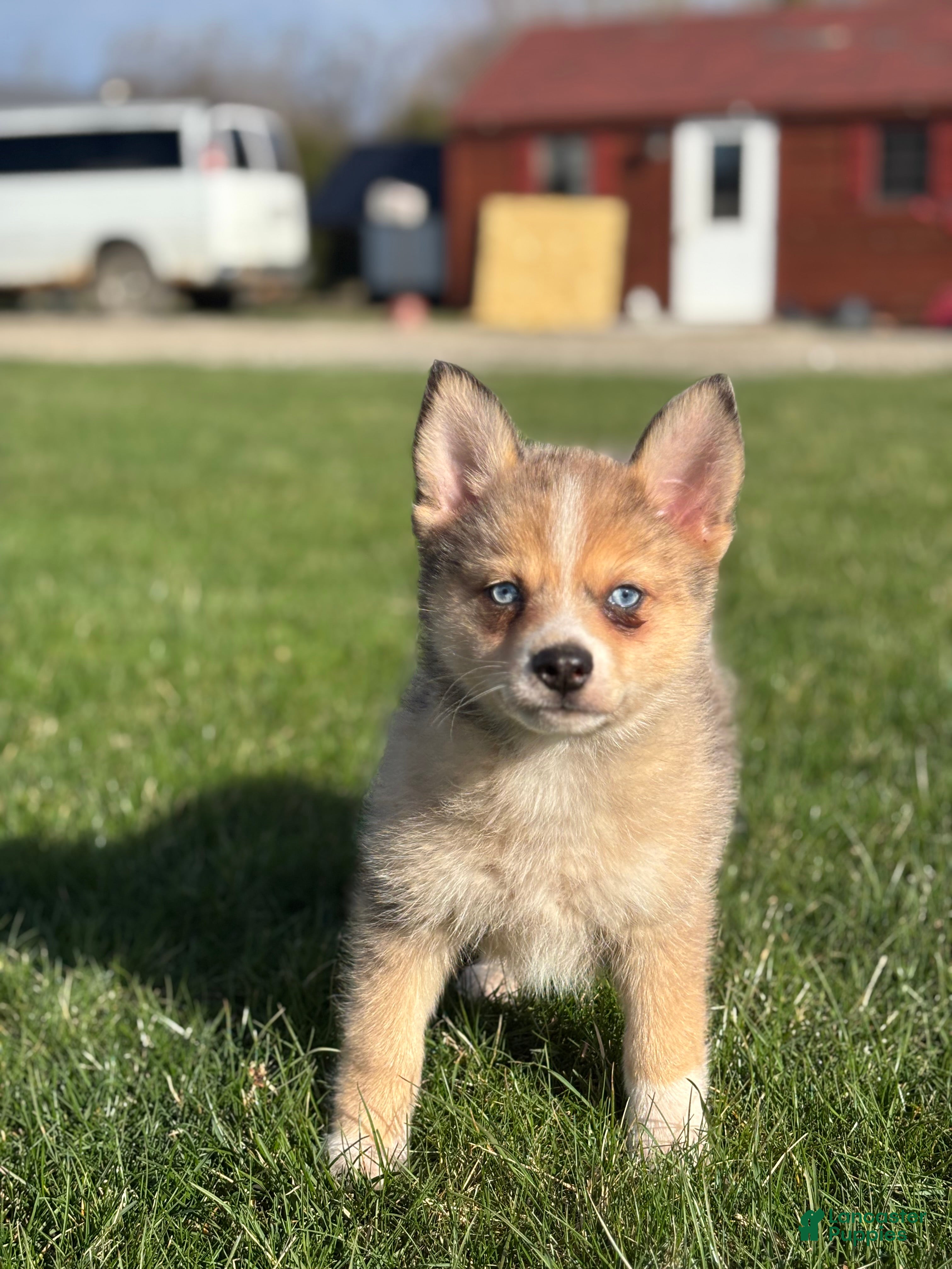 Pomsky dogs Delilah - Ad 1