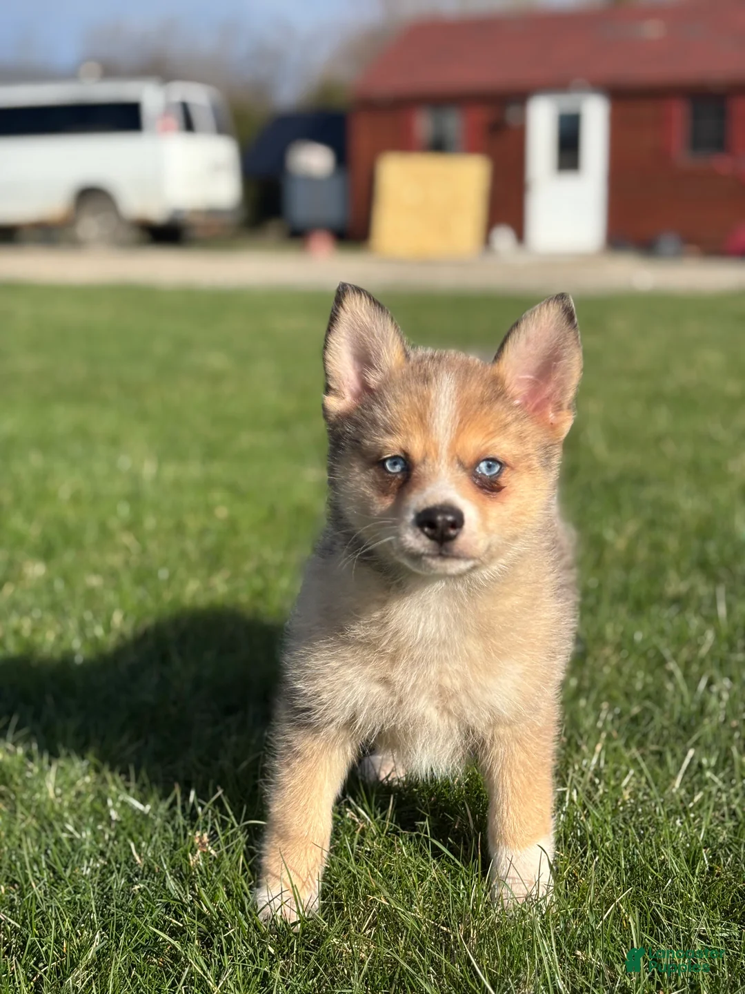 Pomsky dogs for sale: Delilah - Ad 1