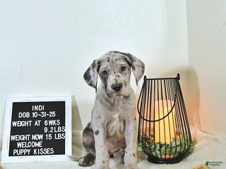 Great Dane dogs Indi - Ad 27