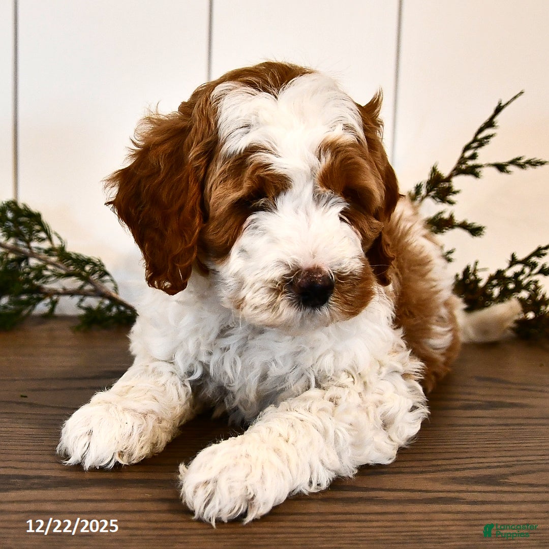 Mini Goldendoodle dogs for sale: Starlight - Ad 2