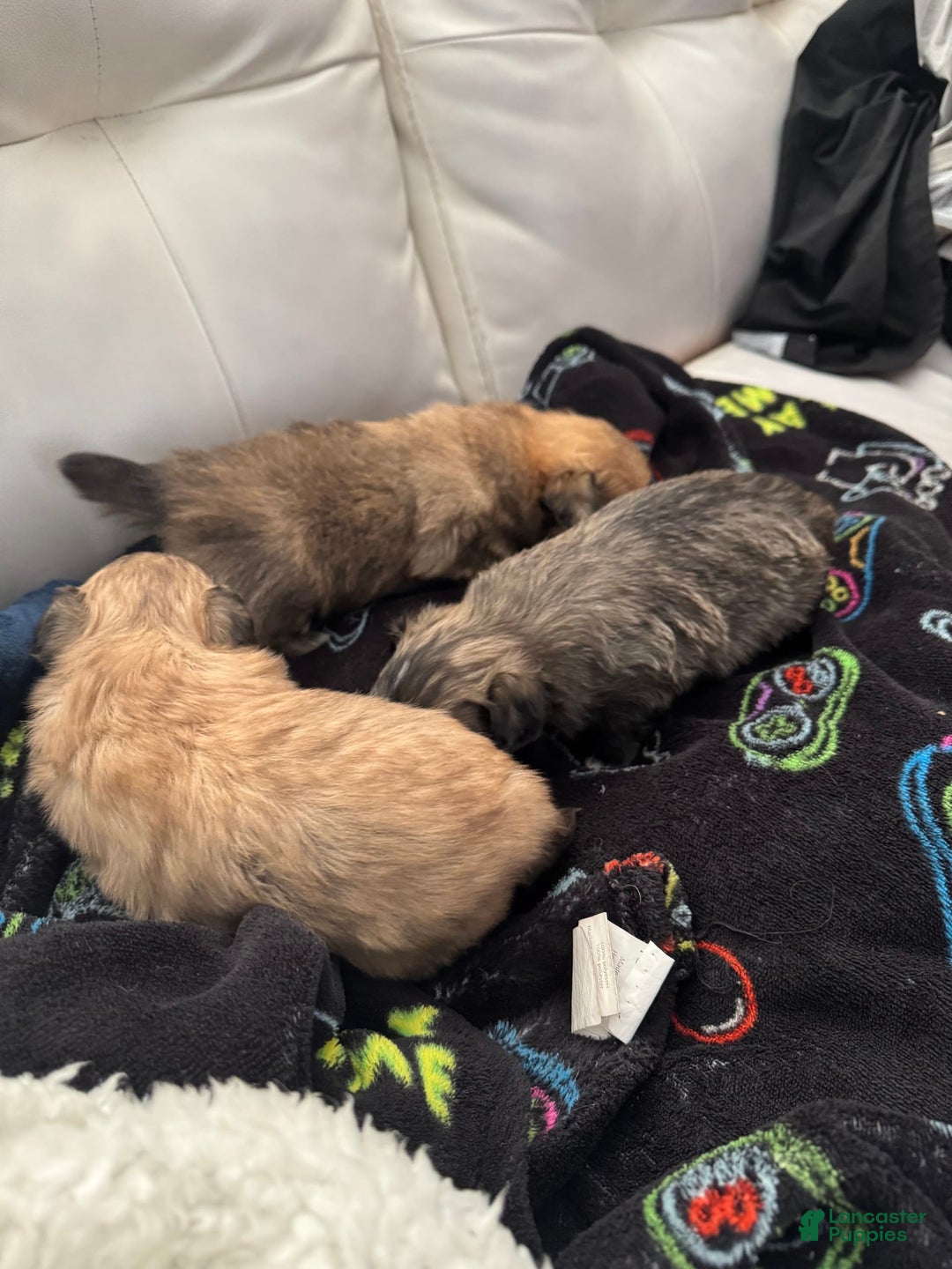 Gallery Image {{count}}