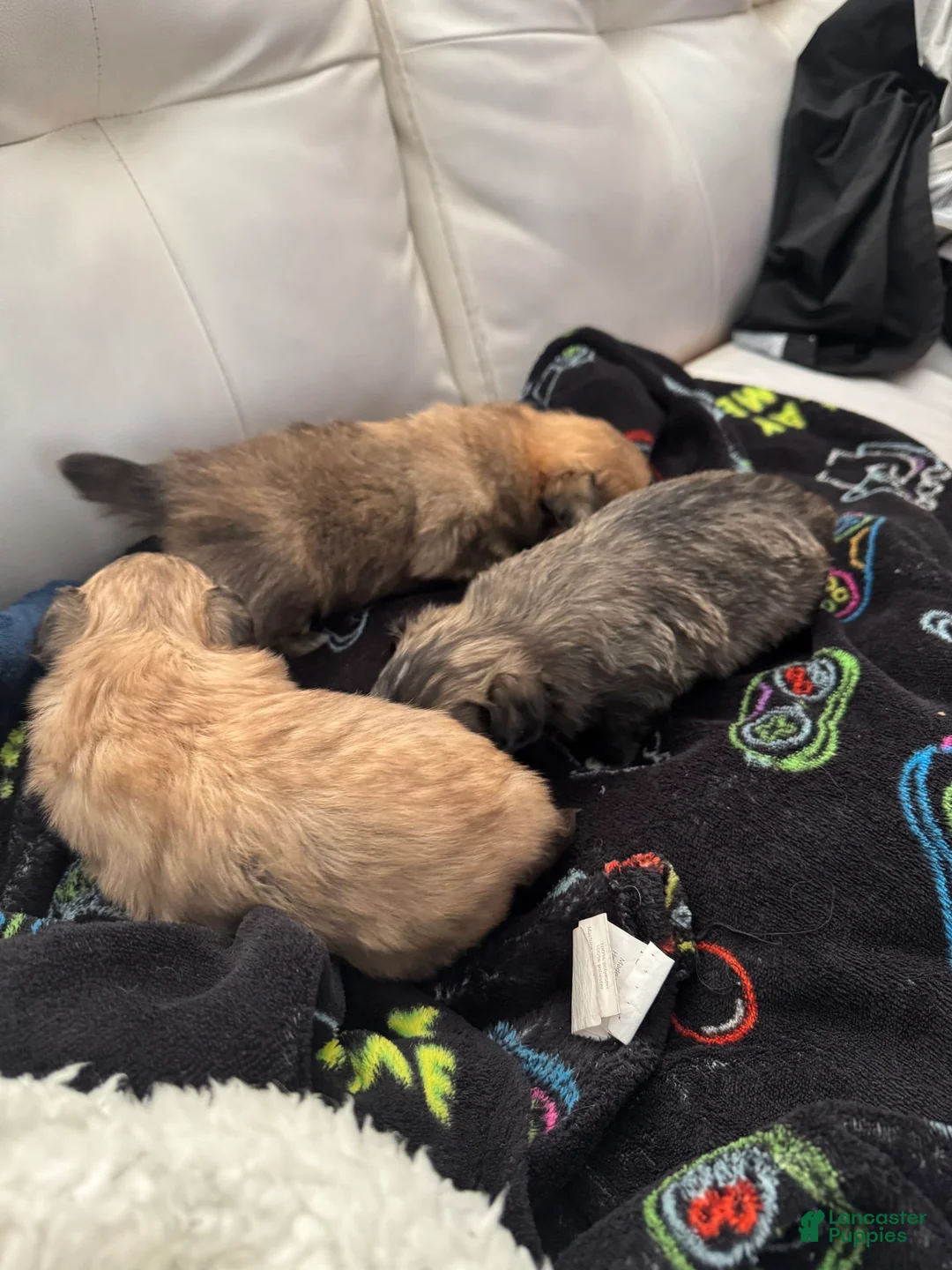 Gallery Image {{count}}