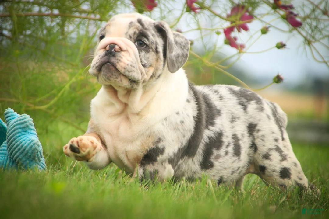English Bulldog dogs for sale: Seth English Bulldog  - Ad 2