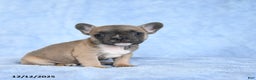 French Bulldog dogs for sale: Yammy - Ad 2