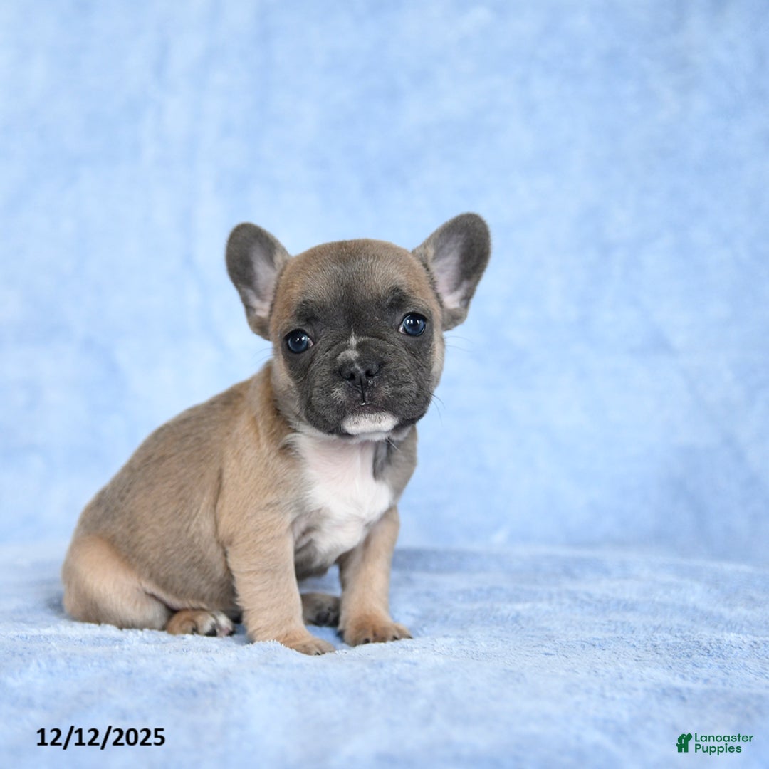 French Bulldog dogs for sale: Yammy - Ad 2