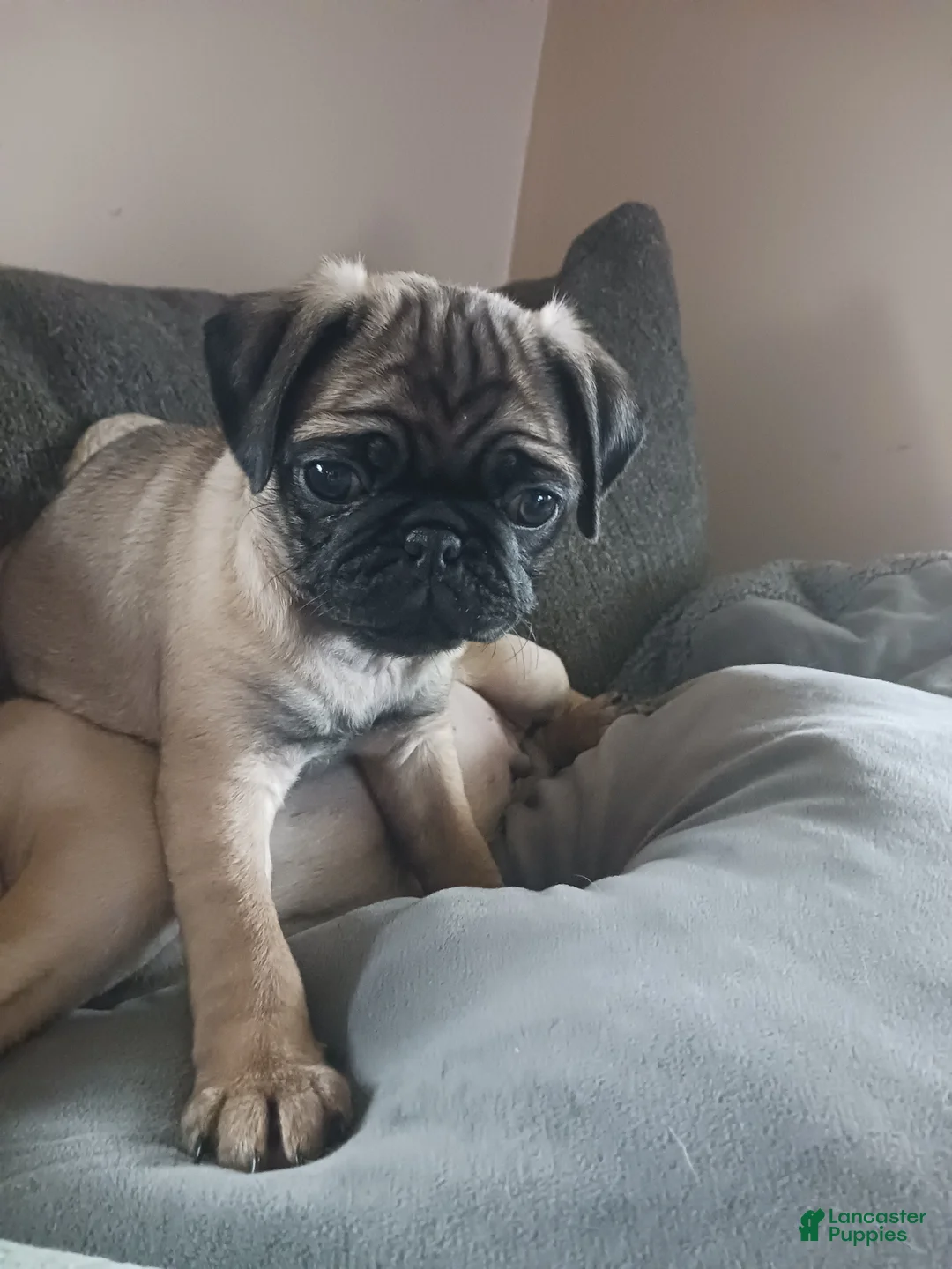 Pug dogs for sale: Pug Puppy 1 - Ad 2