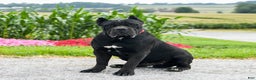 Cane Corso dogs for sale: Holly - Ad 7