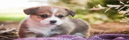 Welsh Corgi Pembroke dogs for sale: Ramona - Ad 8