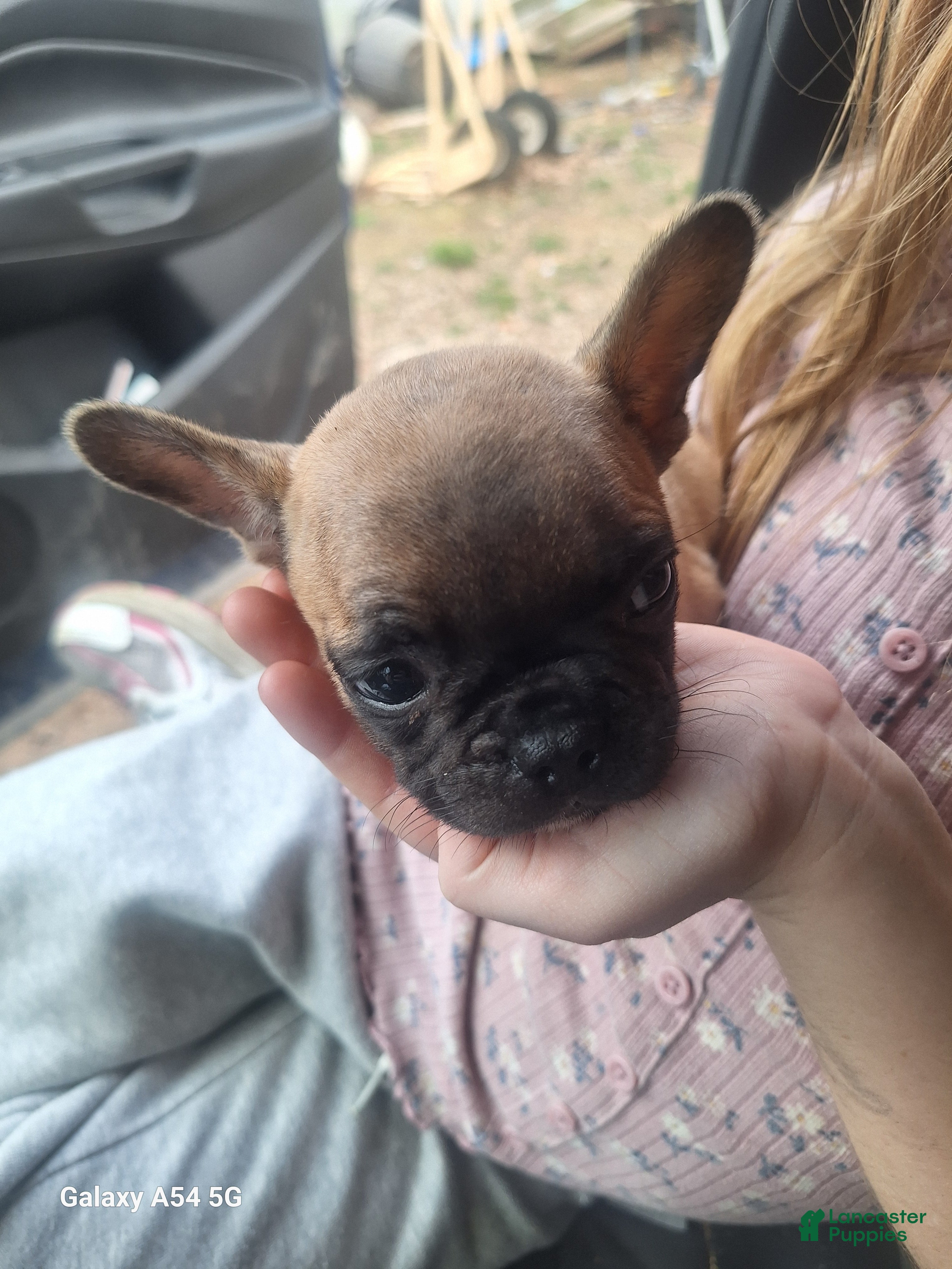 French Bulldog dogs  Puppy 4 - Ad 40