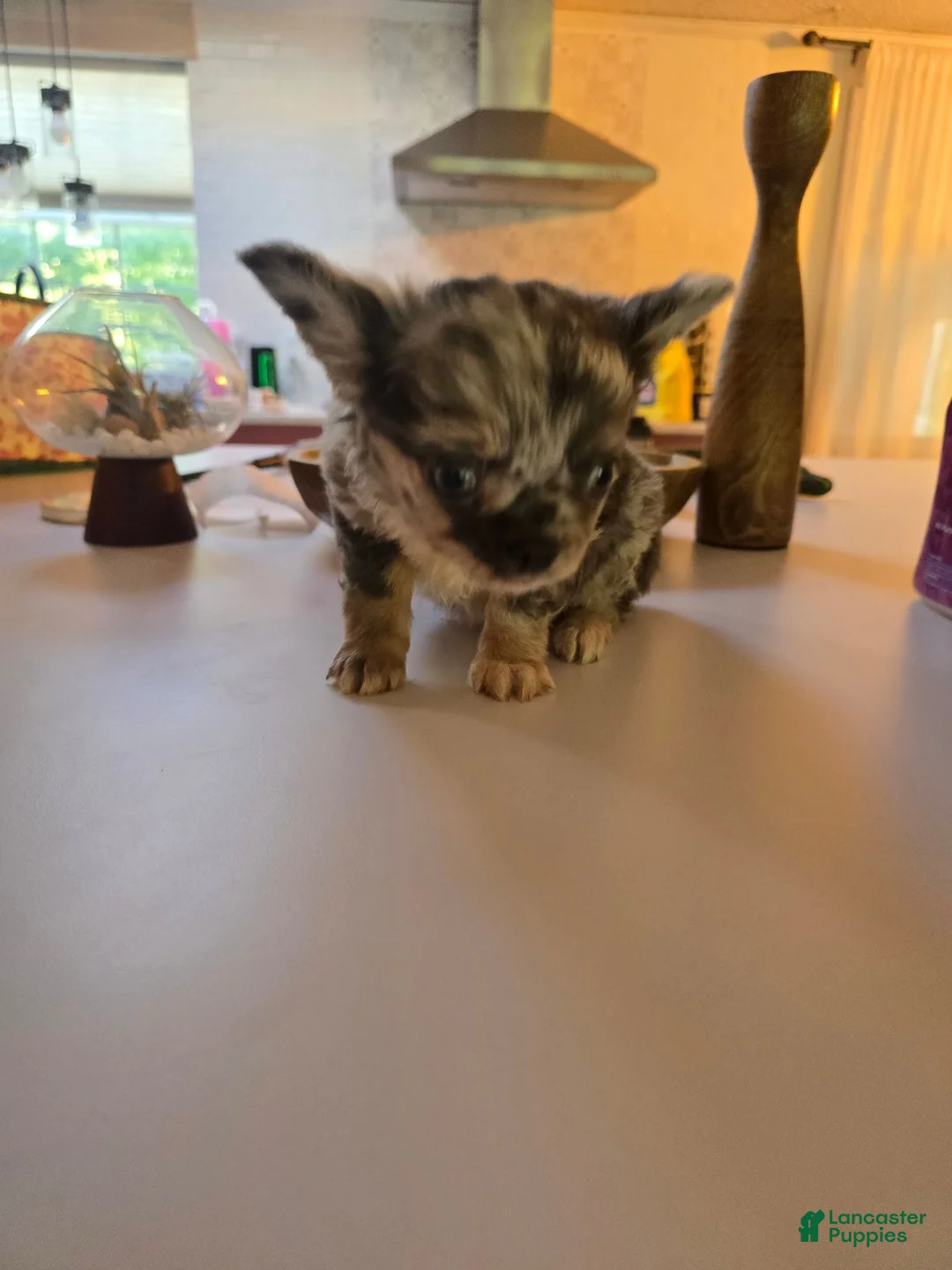 Chihuahua dogs for sale: Jake - Ad 7