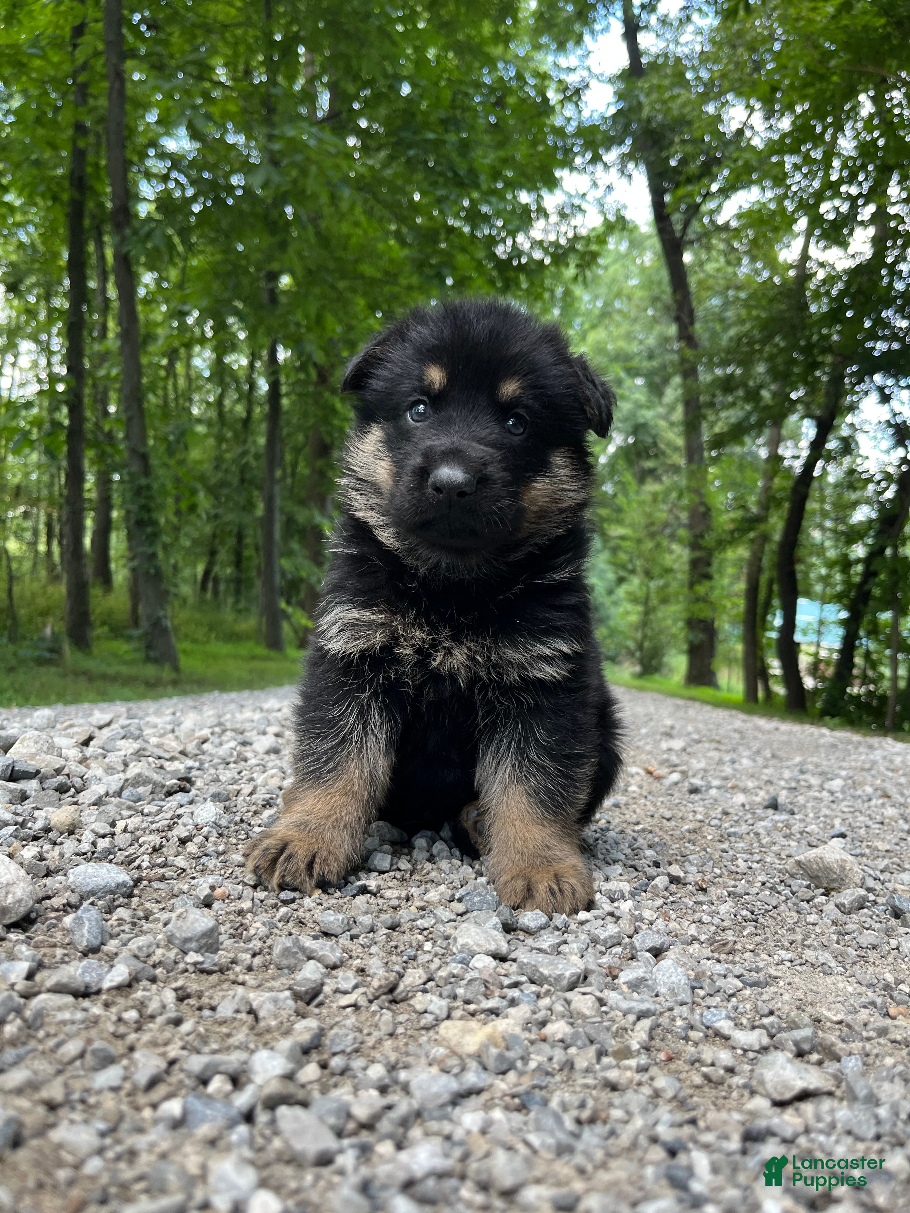 German Shepherd dogs Kirus - Ad 2