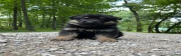 German Shepherd dogs for sale: Kirus - Ad 2