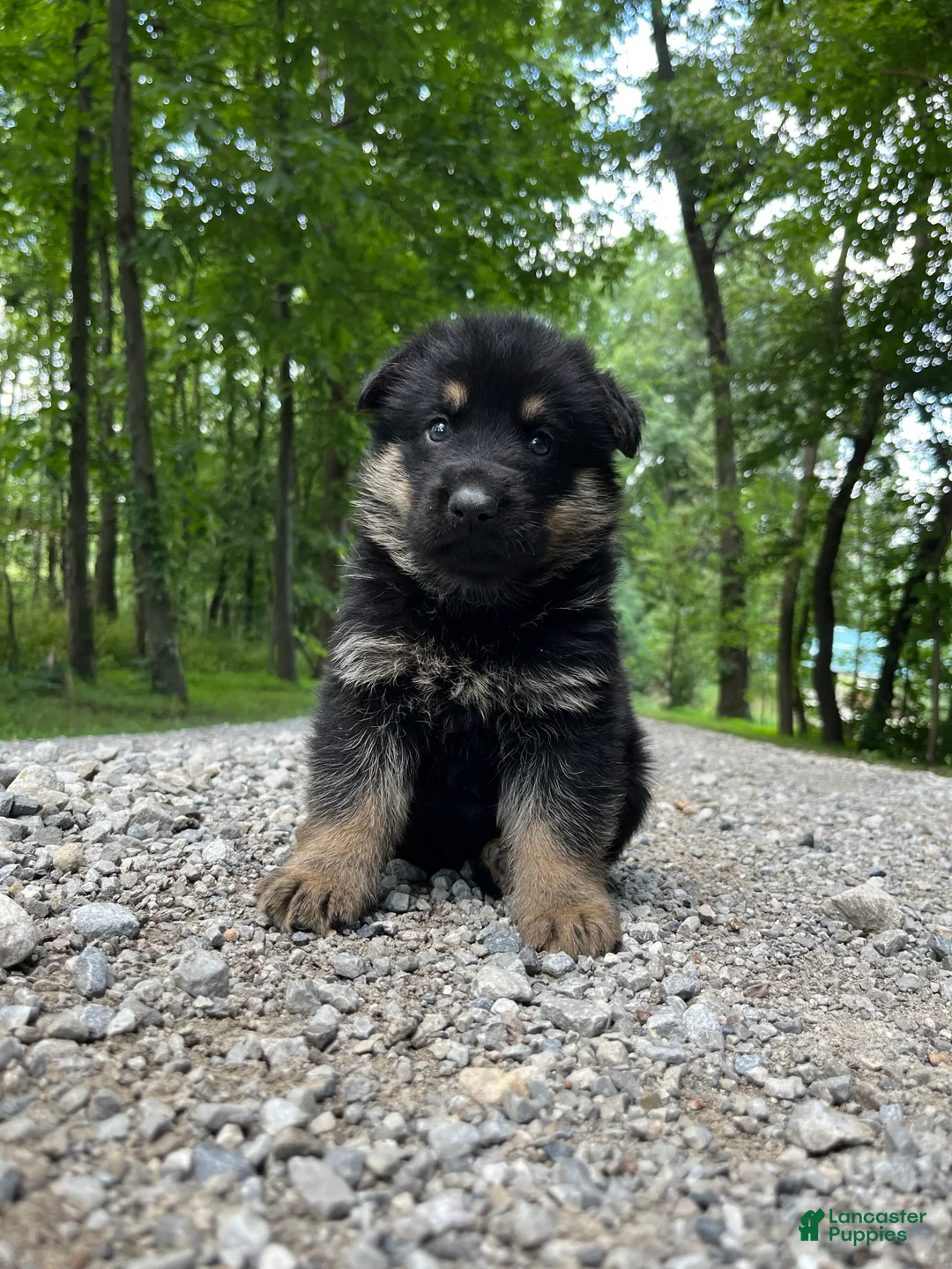 German Shepherd dogs for sale: Kirus - Ad 2
