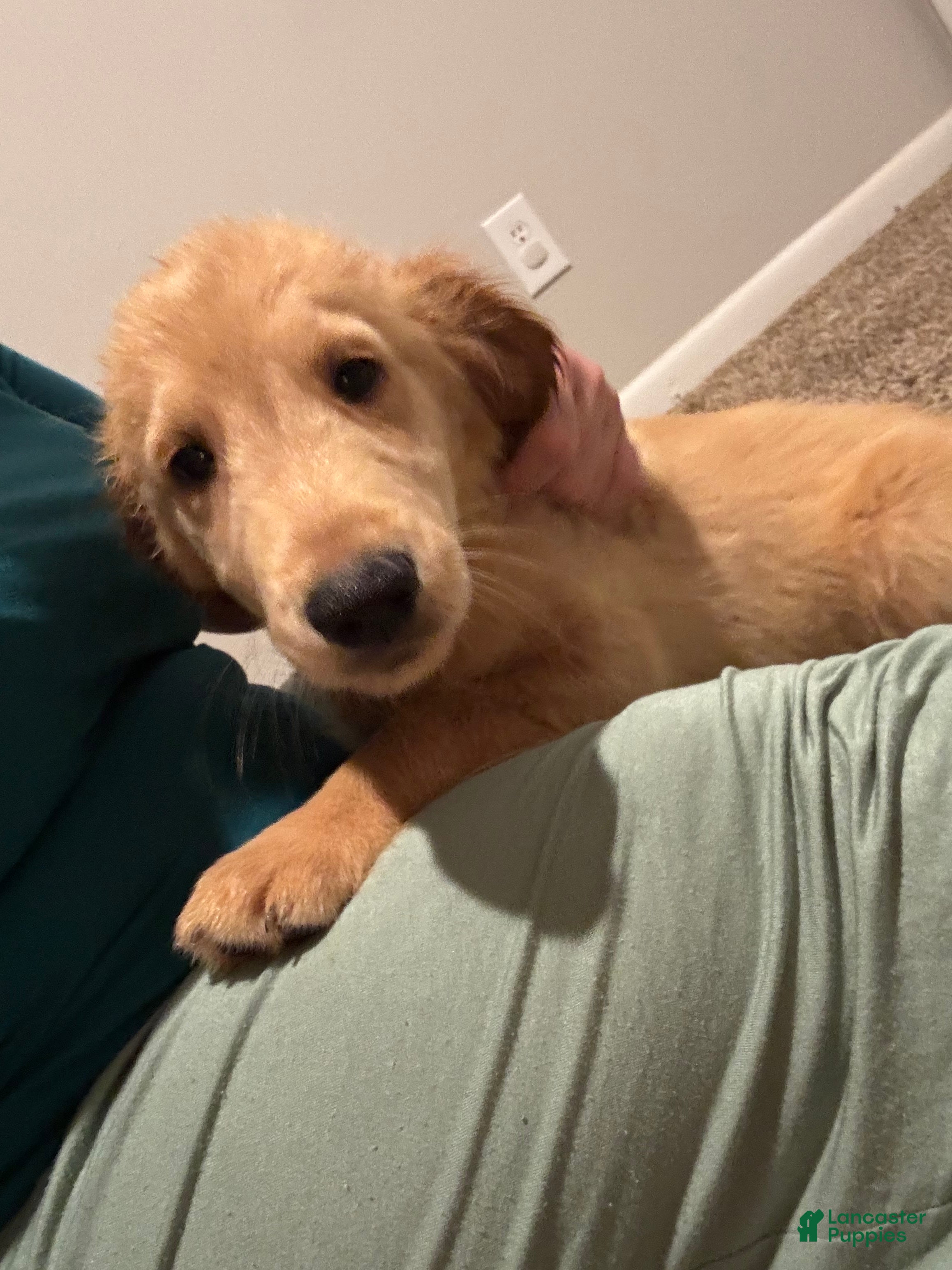Golden Retriever dogs for sale: Light blue collar Golden Retriever 5 - Ad 28