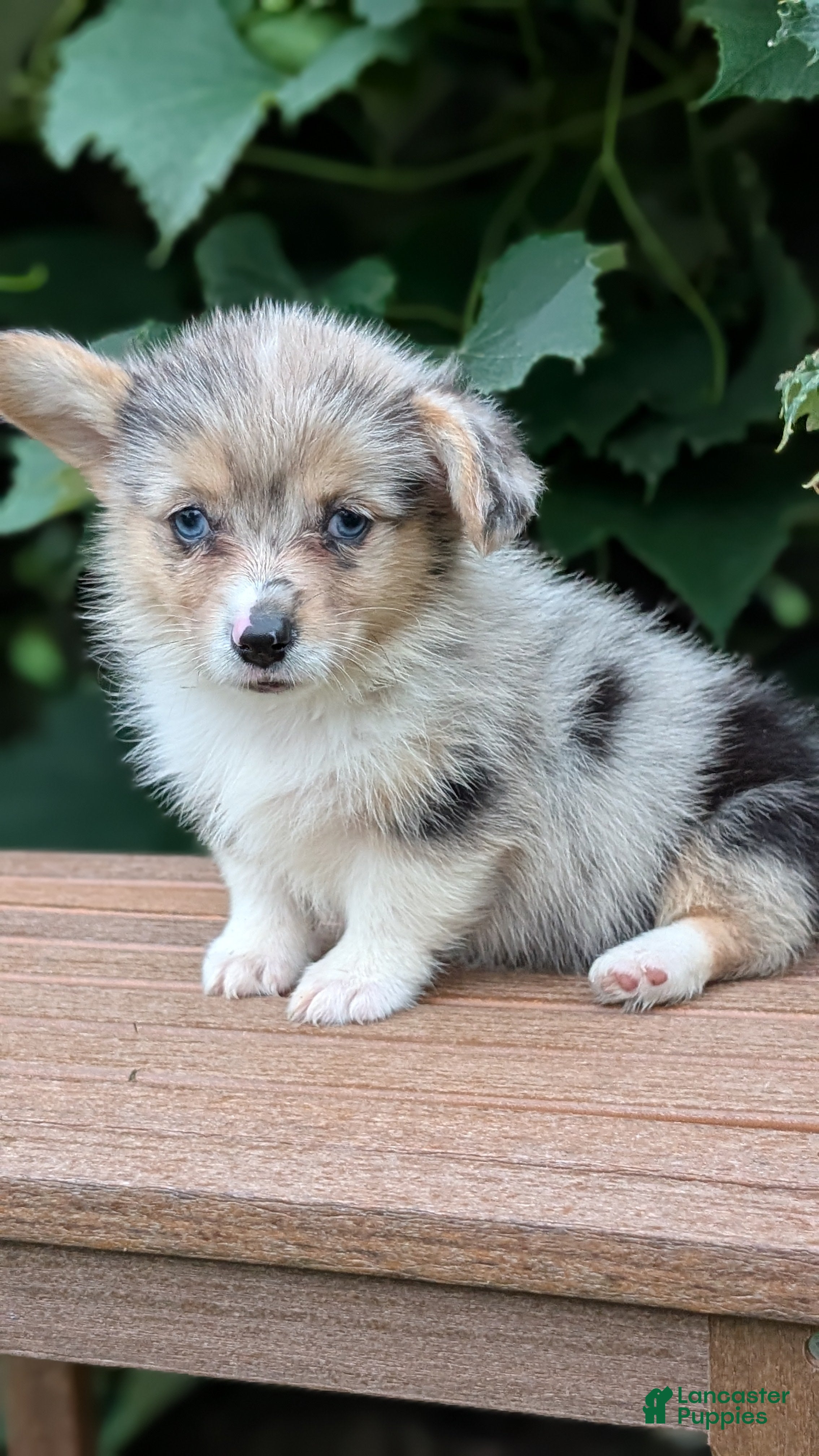 Welsh Corgi Pembroke dogs Jill - Ad 2
