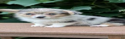Welsh Corgi Pembroke dogs for sale: Jill - Ad 2