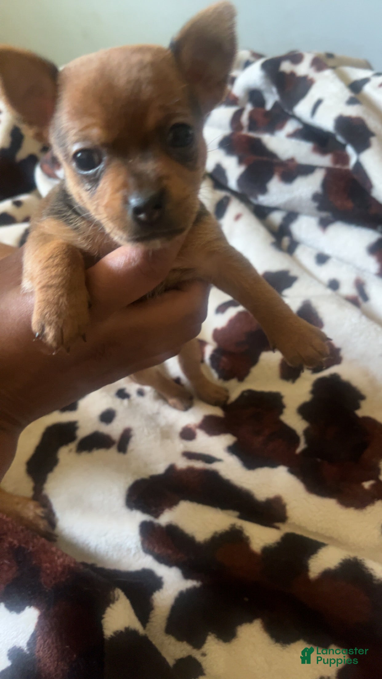 Mixed Breed dogs Mixed Breed 2 - Ad 3