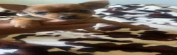 Mixed Breed dogs for sale: Mixed Breed 2 - Ad 1