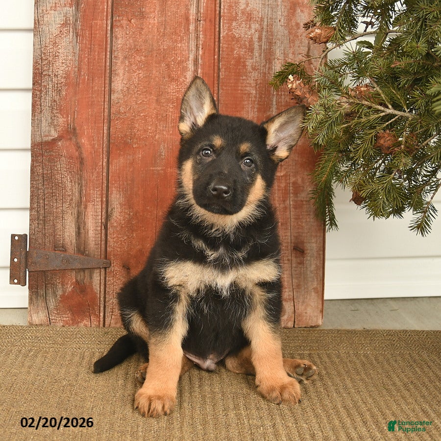 German Shepherd dogs Badger  - Ad 1