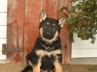 German Shepherd dogs for sale: Badger - Ad 3