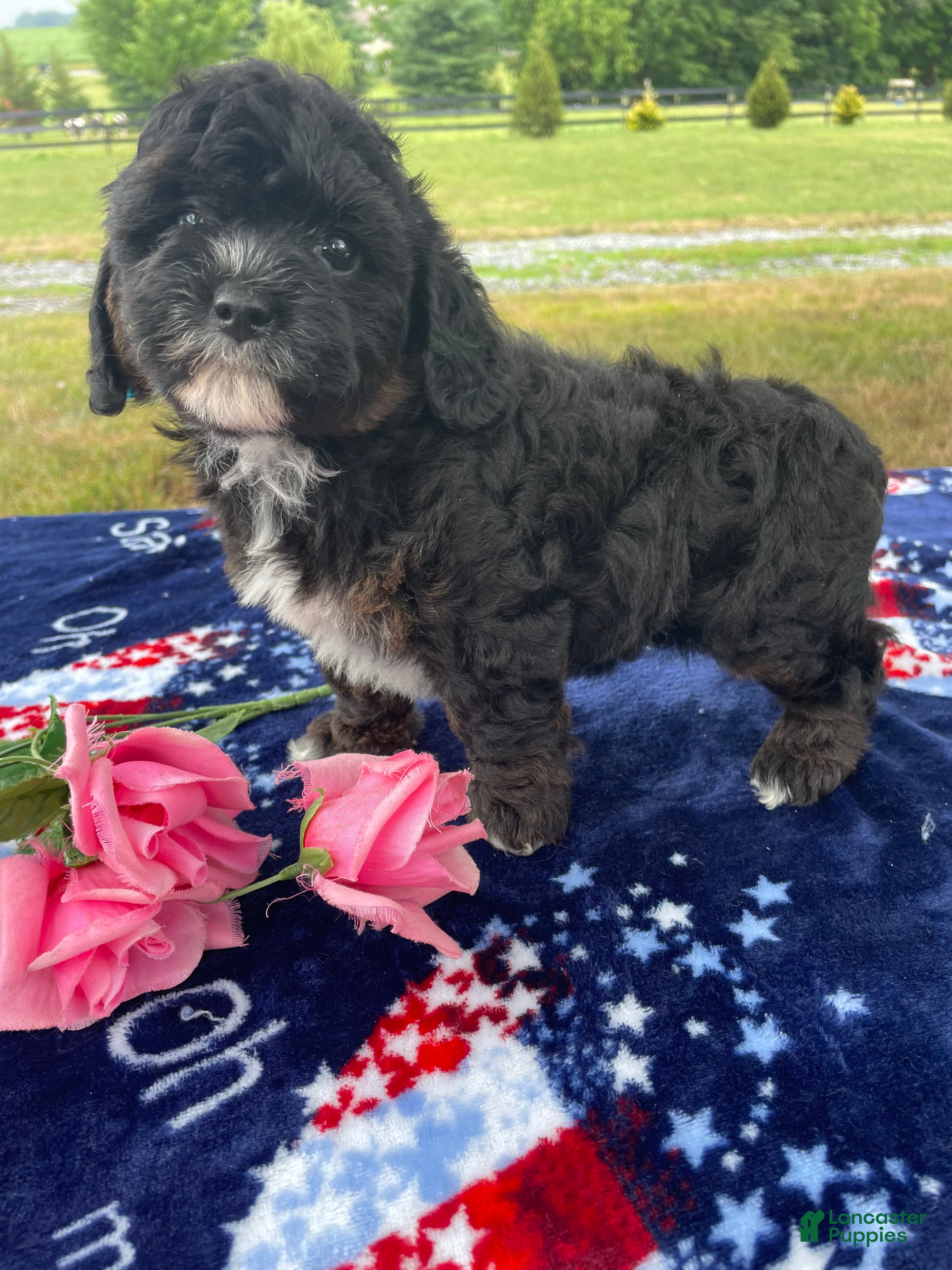 Shihpoo dogs Shelby - Ad 36