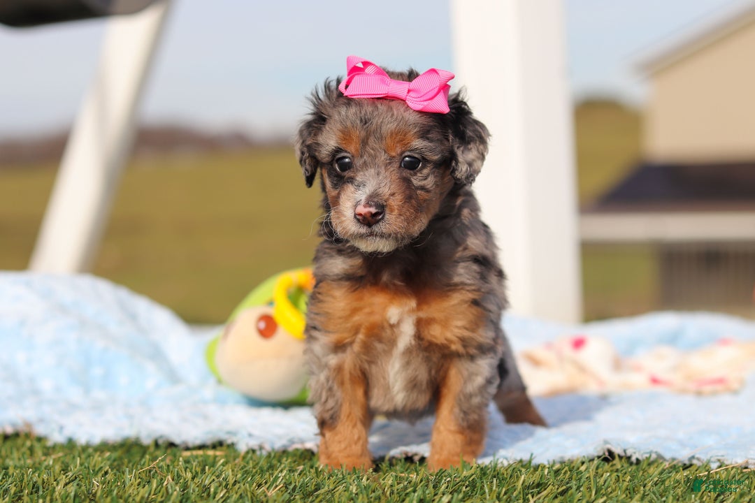 Mini Bernedoodle dogs for sale: Eve - Ad 6