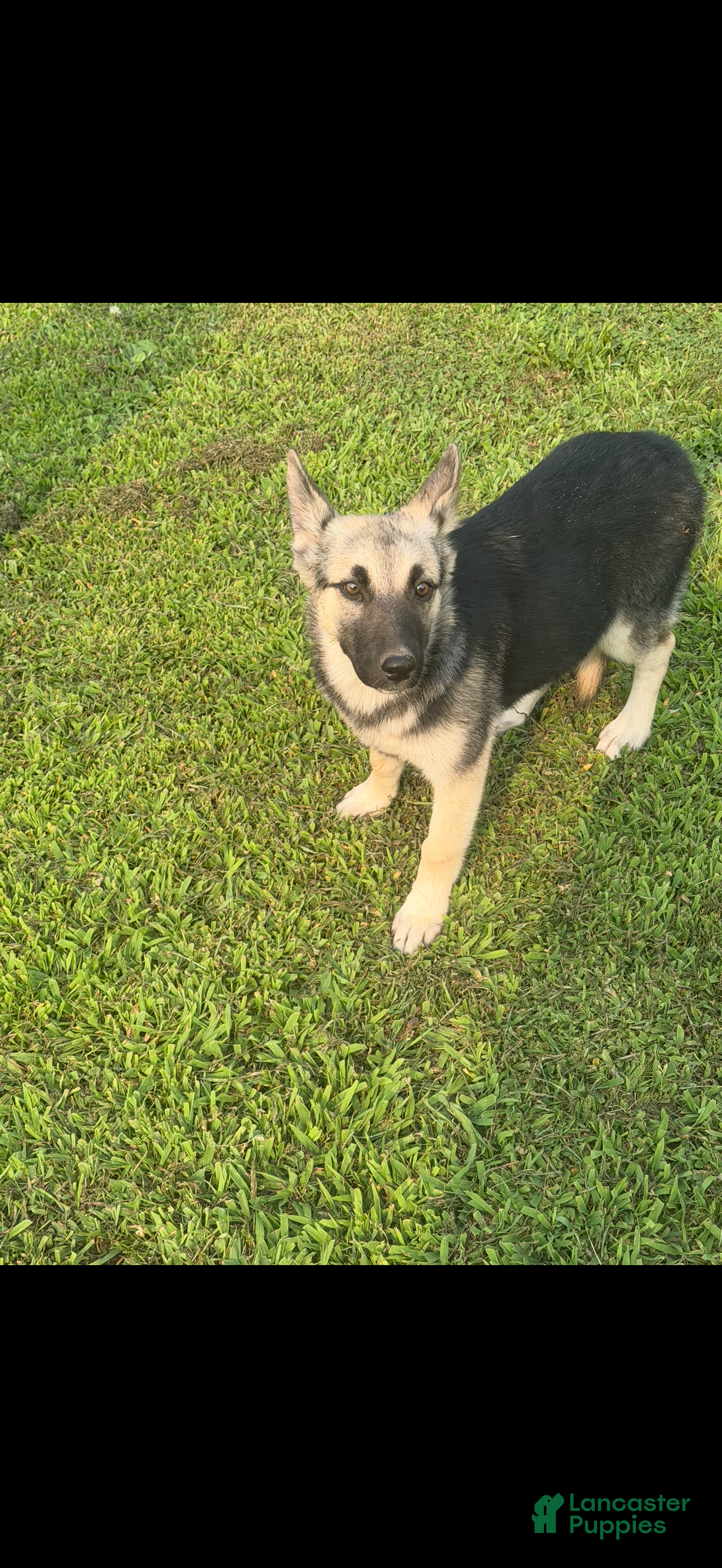 Gerberian Shepsky dogs Gerberian Shepsky 2 - Ad 35