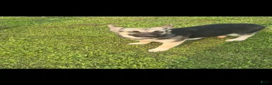 Gerberian Shepsky 2
