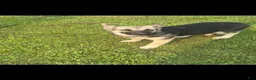 Gerberian Shepsky dogs for sale: Gerberian Shepsky 2 - Ad 1