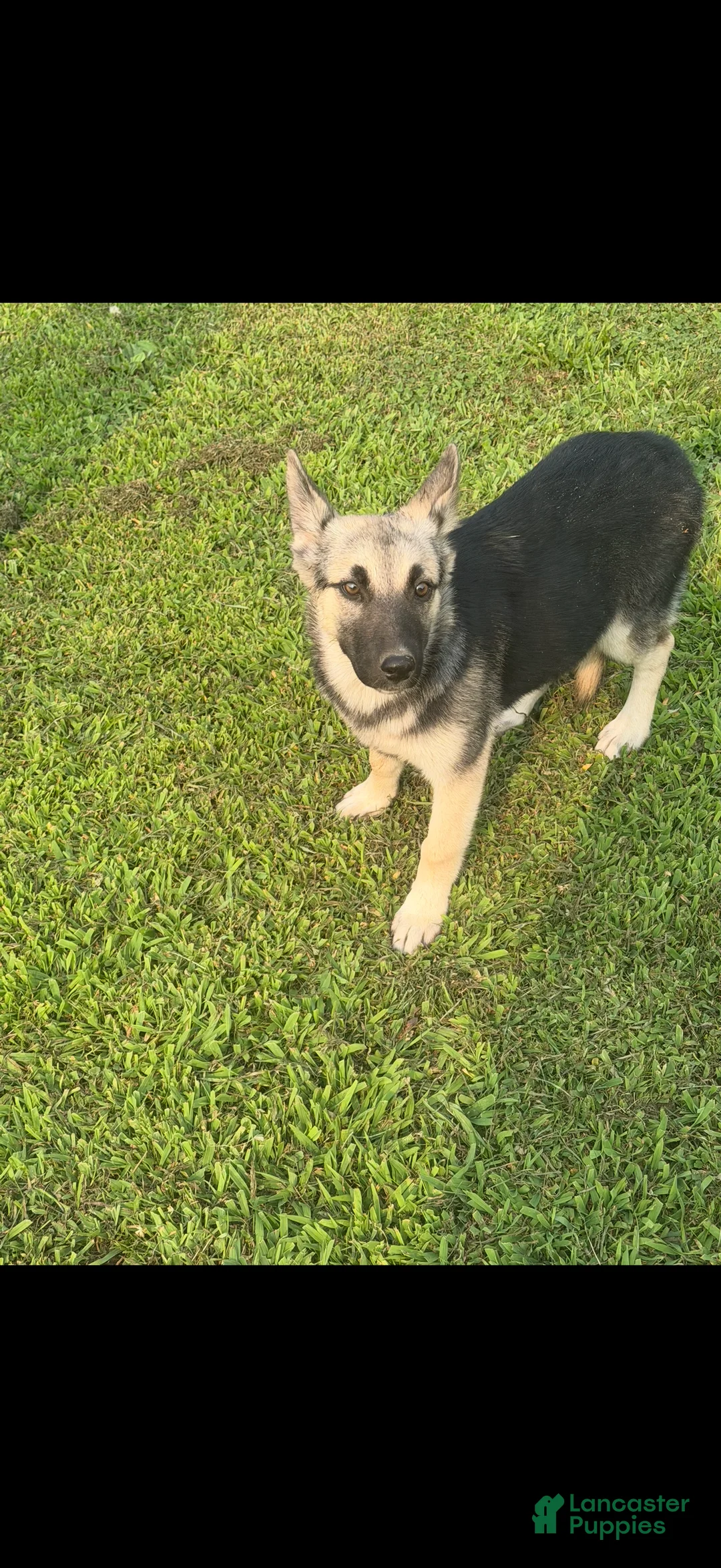 Gerberian Shepsky dogs for sale: Gerberian Shepsky 2 - Ad 1
