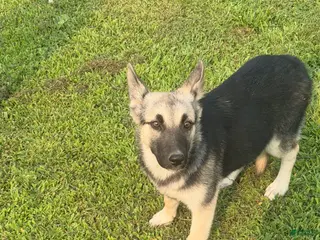 Gerberian Shepsky dogs Gerberian Shepsky 2 - Ad 27