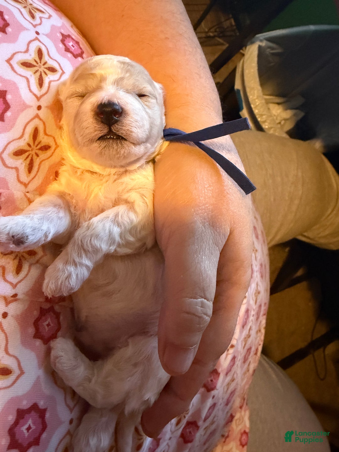 Miniature Poodle dogs for sale: AKC Miniature Poodle Cream Parti Male - Ad 1