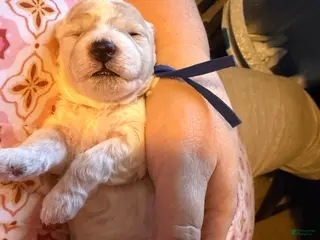 Miniature Poodle dogs AKC Miniature Poodle Cream Parti Male - Ad 3