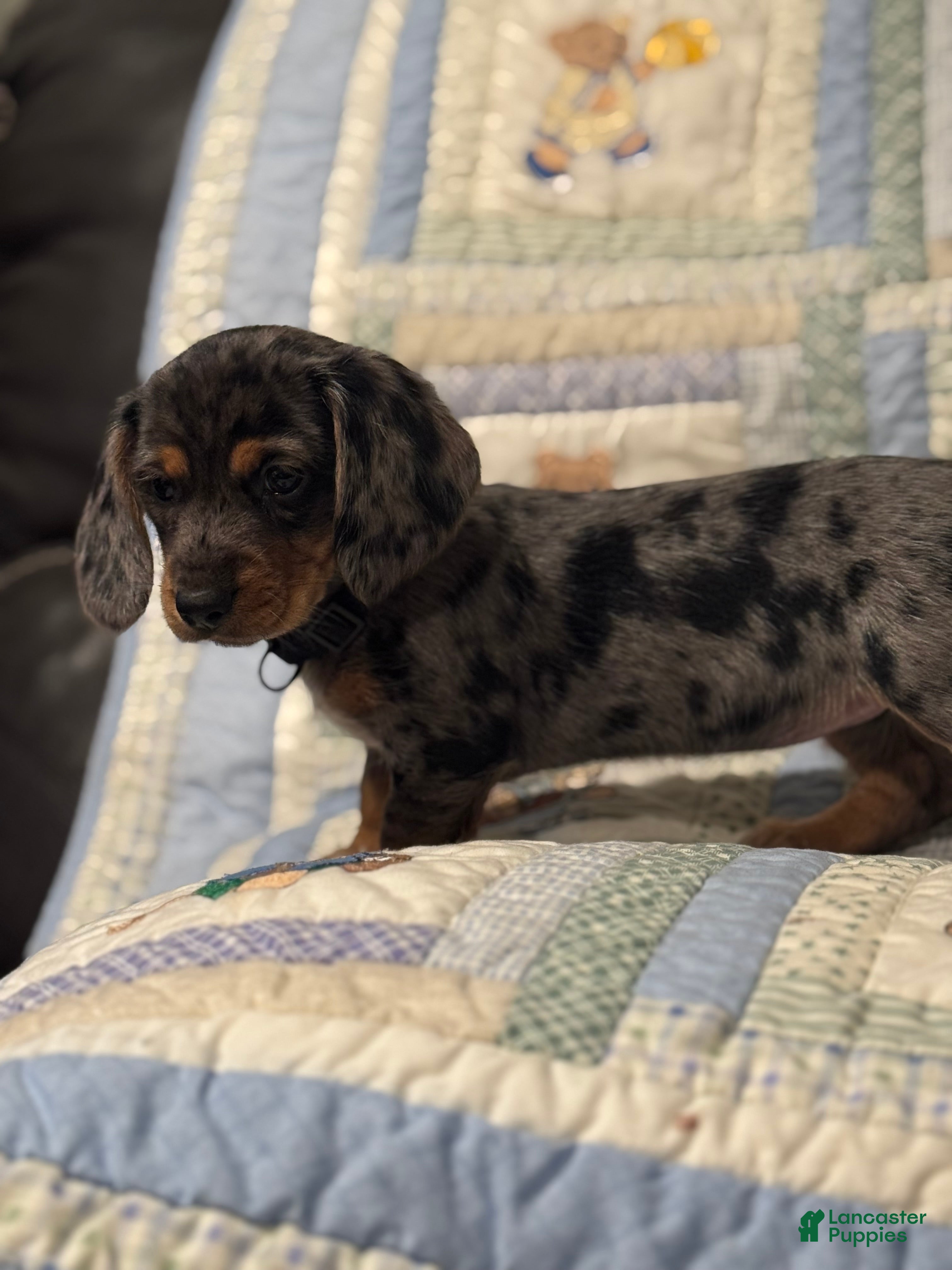 Mixed Breed dogs Mila  - Ad 41