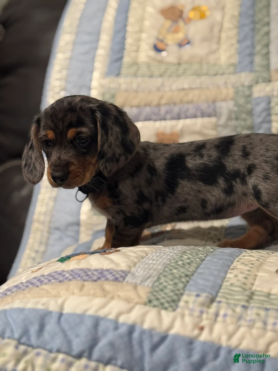 Mixed Breed dogs for sale: Mila  - Ad 1