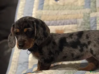 Mixed Breed dogs Mila - Ad 41