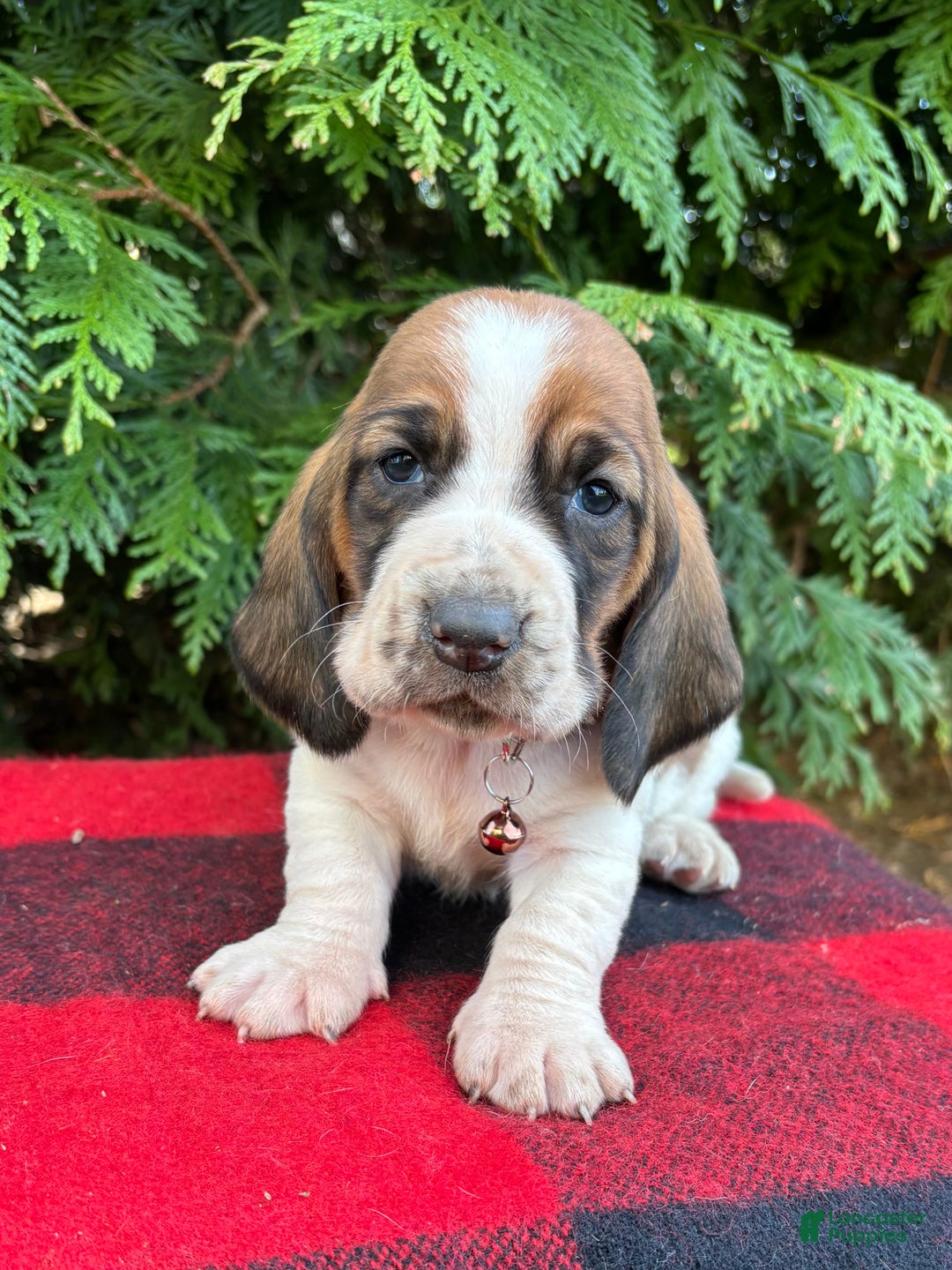 Basset Hound dogs for sale: Holly - Ad 4