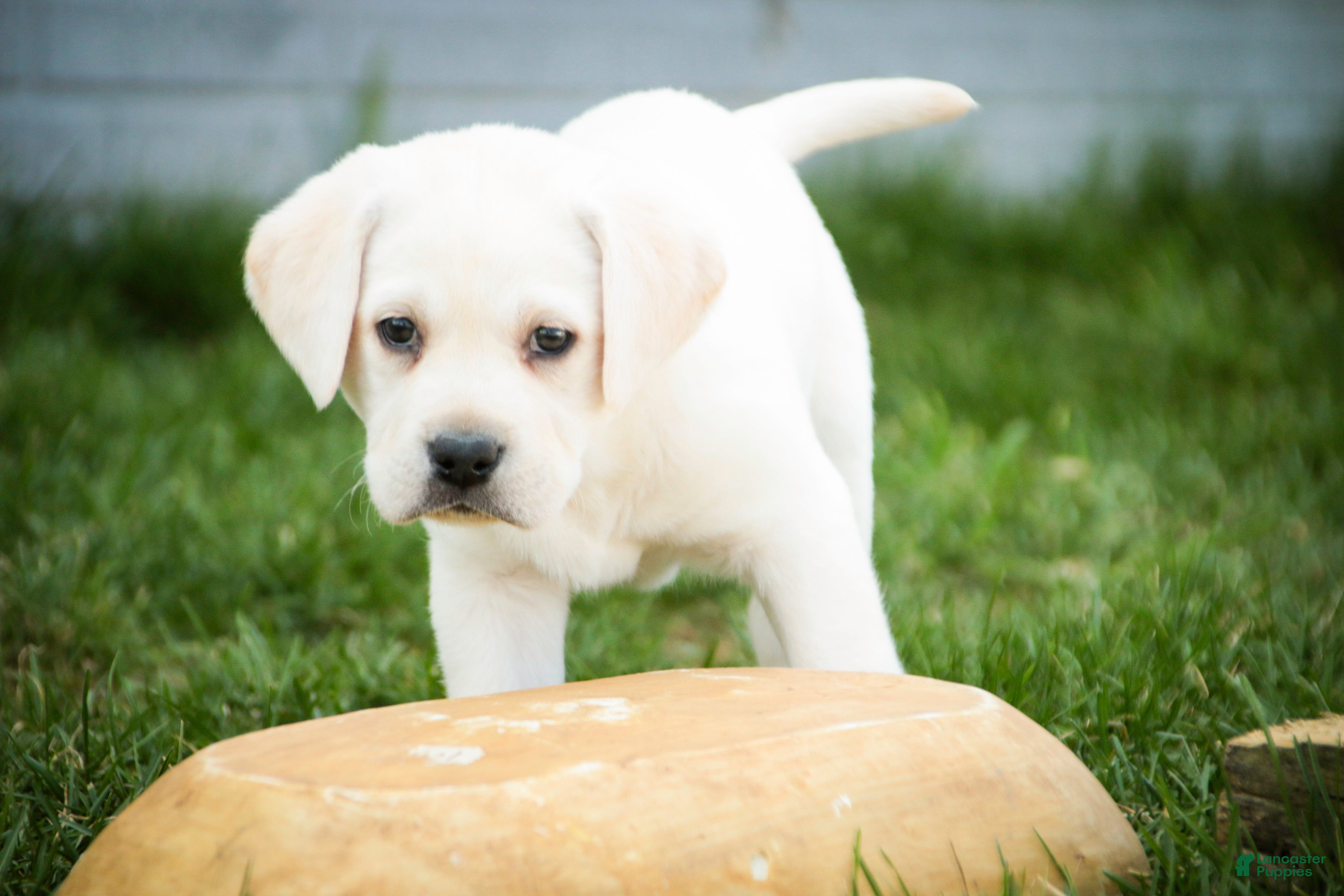 Labrador Retriever dogs Shebah - Ad 2