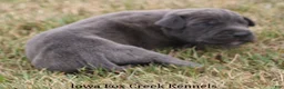 Great Dane dogs for sale: Sarge - Ad 4