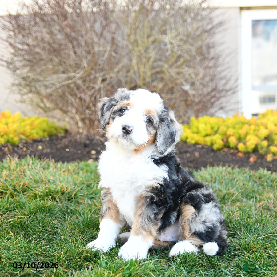 Mini Bernedoodle dogs Dixie - Ad 2