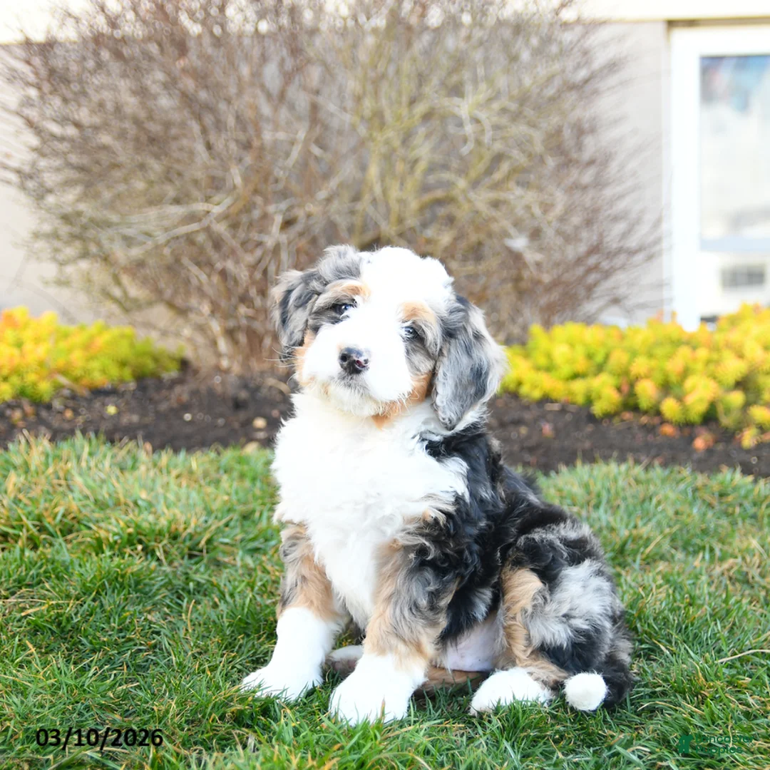 Mini Bernedoodle dogs for sale: Dixie - Ad 2