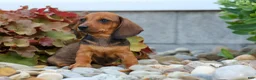 Miniature Dachshund dogs for sale: Sweet Pea 🎀 - Ad 13