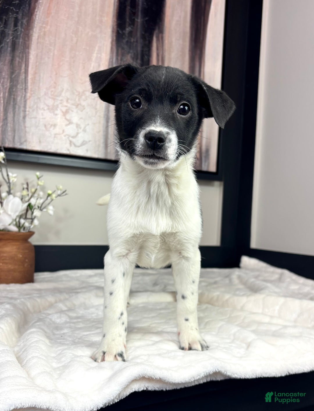 Mixed Breed dogs for sale: King - Ad 5