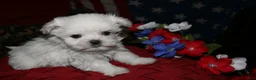 Maltese dogs for sale: Myrtle - Ad 3