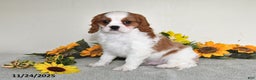Cavalier King Charles Spaniel dogs for sale: Charlie - Ad 4